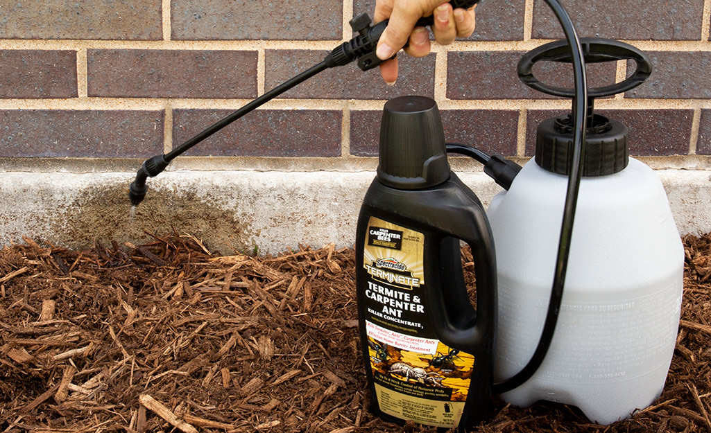 How to Control Termites at Home