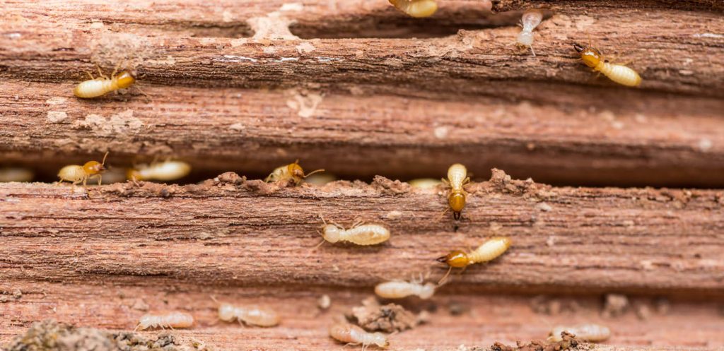 Cedar Park Termite Infestation 101: Things Worth Knowing