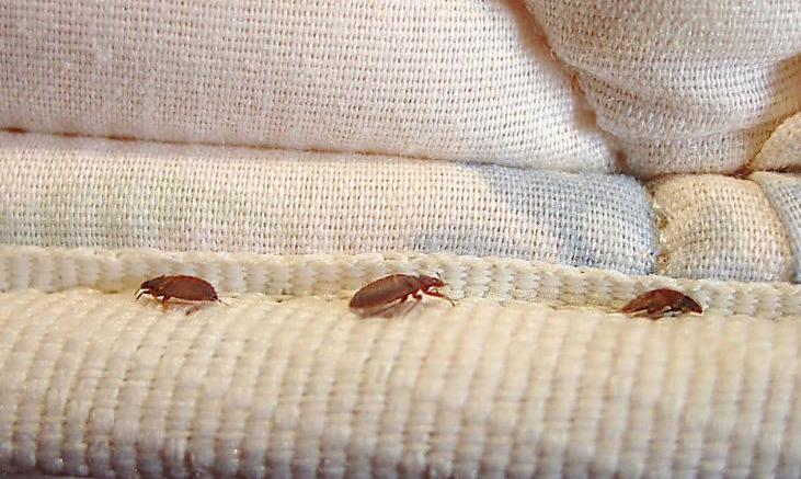Bed bug infestation 101: An overview for homeowners