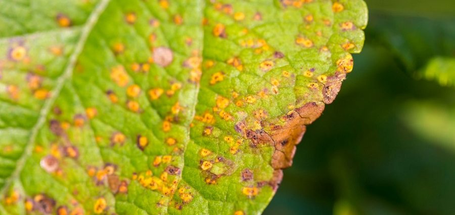 Leaf Spot on Your Lawn