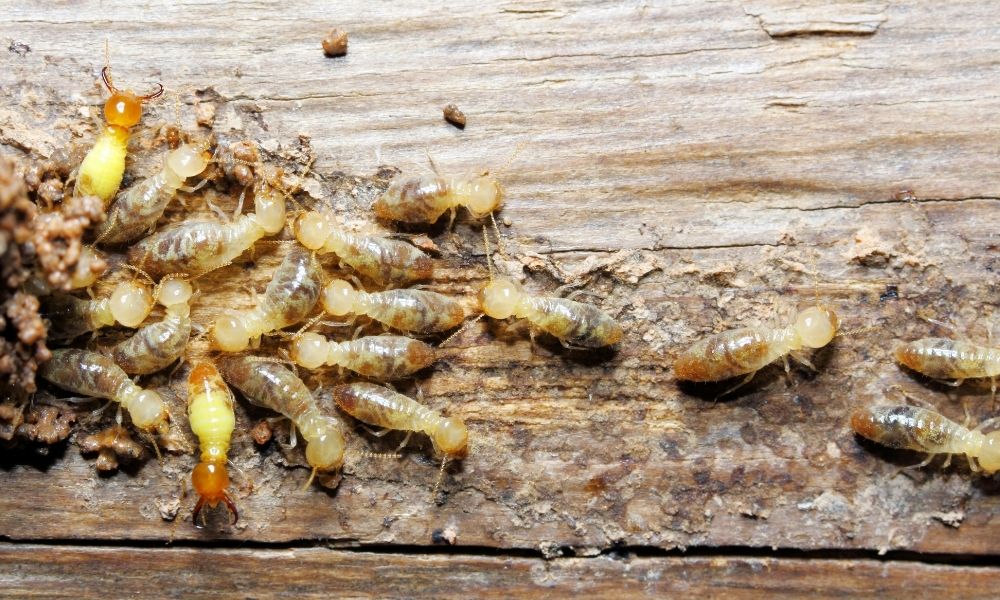 How can termites damage your home?