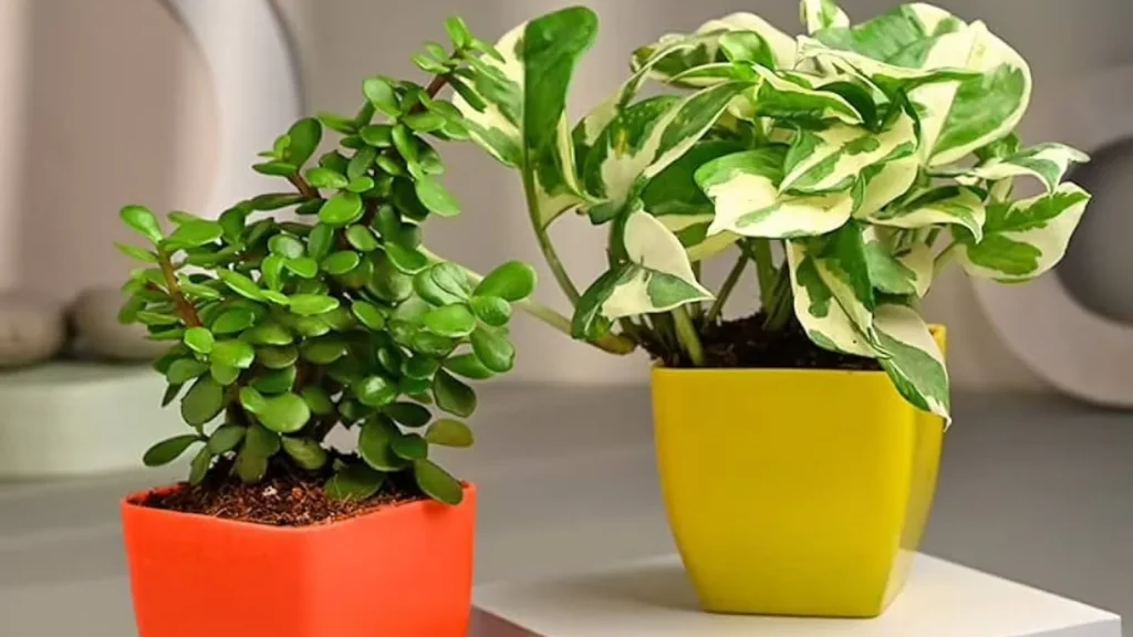 Decorative Plant Pots: Aesthetically Enhancing Your Space