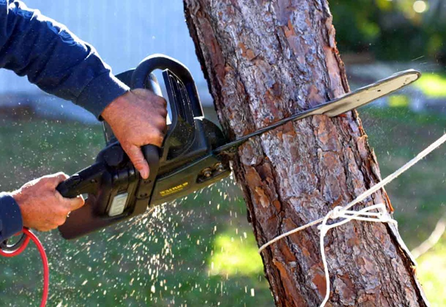 Tree Services Demystified: Care, Removal, and Preservation