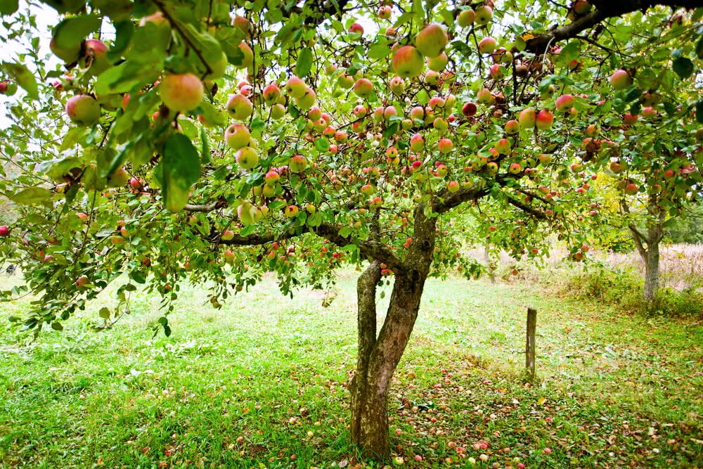 Professional Advice on Tree Spacing and Layout for a Thriving Orchard