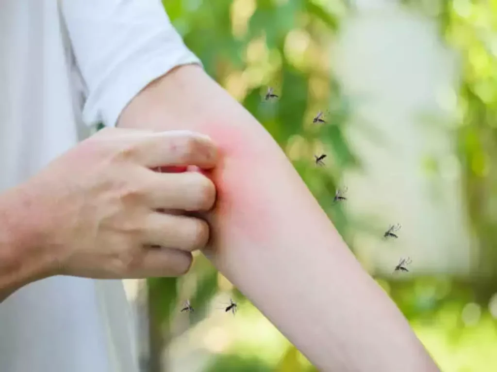 The Health Risks of Mosquito-Borne Diseases and How to Prevent Them